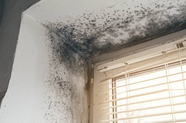 Affordable Mold Testing solutions in Line Lexington, PA